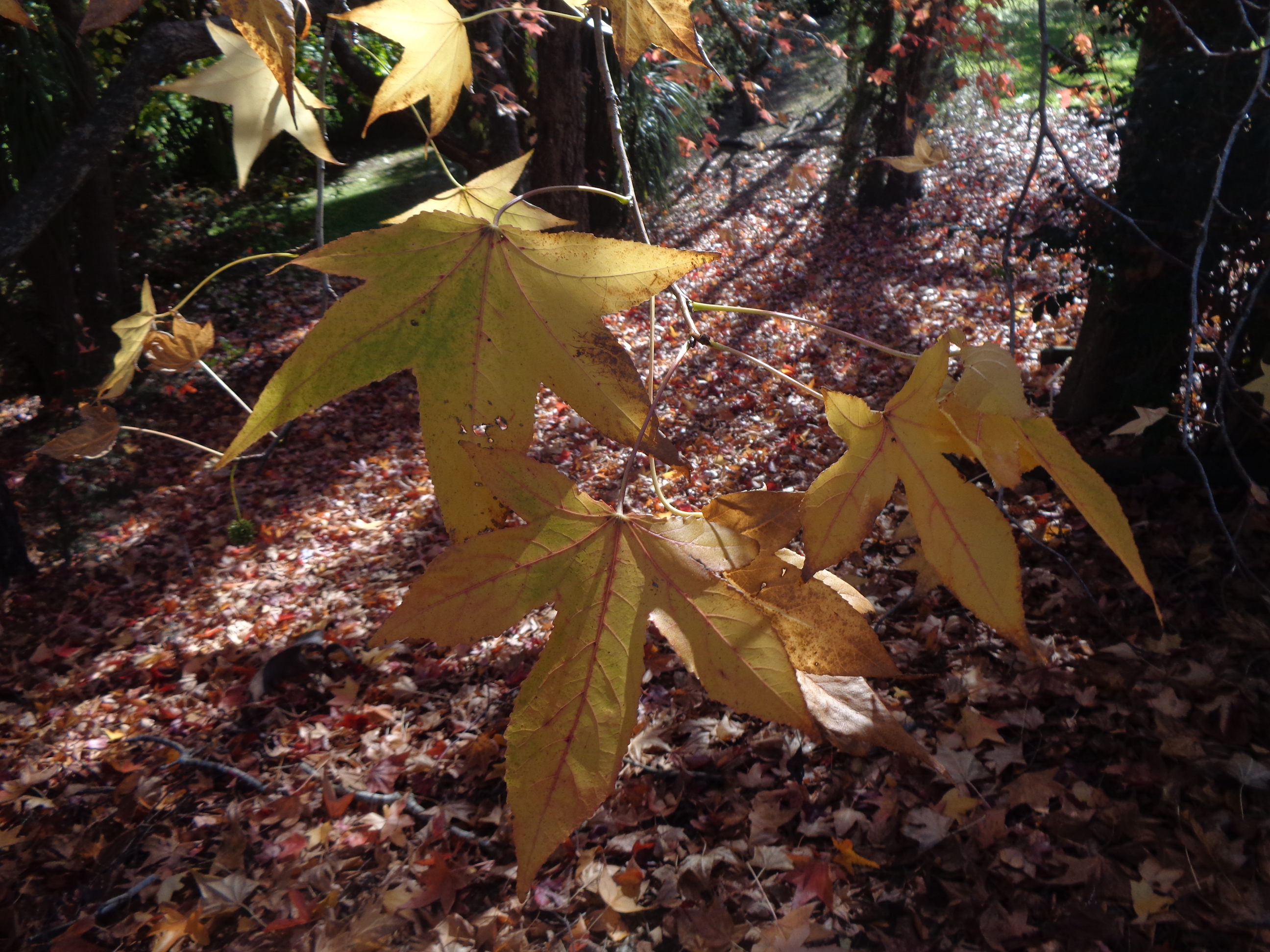autumn leaves
